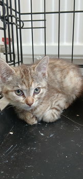 Schattige kittens - 3
