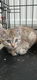 Schattige kittens - 3 - Thumbnail
