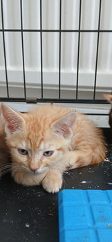 Schattige kittens - 4
