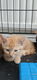 Schattige kittens - 4 - Thumbnail