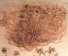 Ster van Bethlehem - Leonardo Da Vinci