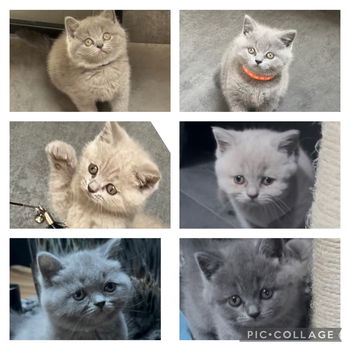 Britse Korthaar kittens - 0