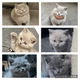 Britse Korthaar kittens - 0 - Thumbnail