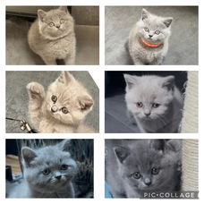 Britse Korthaar kittens