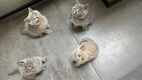 Britse Korthaar kittens - 1 - Thumbnail