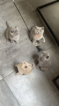 Britse Korthaar kittens - 2