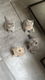 Britse Korthaar kittens - 2 - Thumbnail