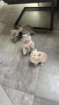 Britse Korthaar kittens - 3