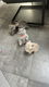 Britse Korthaar kittens - 3 - Thumbnail