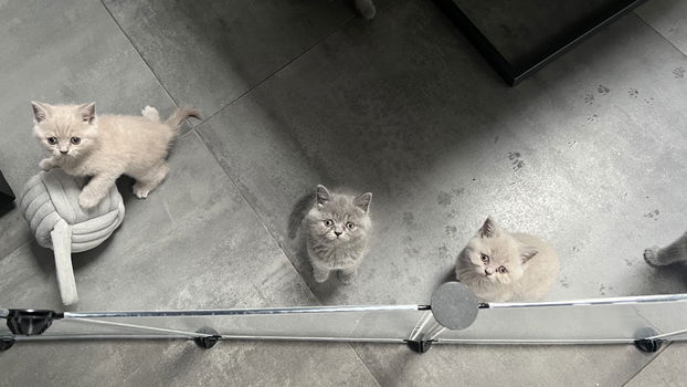 Britse Korthaar kittens - 5