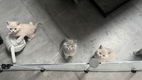Britse Korthaar kittens - 5 - Thumbnail