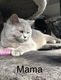 Britse Korthaar kittens - 6 - Thumbnail