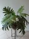 Kunstplant in glazen pul op standaard - 0 - Thumbnail