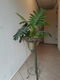 Kunstplant in glazen pul op standaard - 2 - Thumbnail