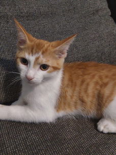 Kittens te koop