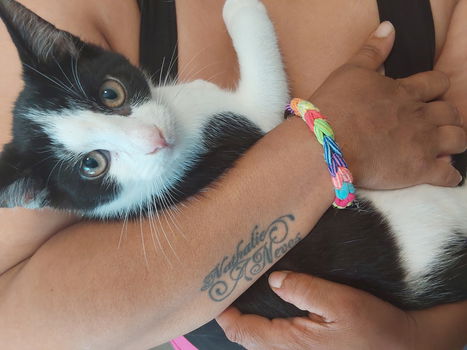 Kittens te koop - 1