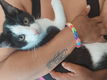 Kittens te koop - 1 - Thumbnail