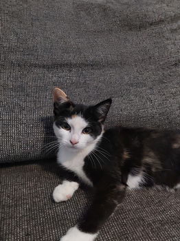 Kittens te koop - 2