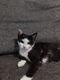 Kittens te koop - 2 - Thumbnail