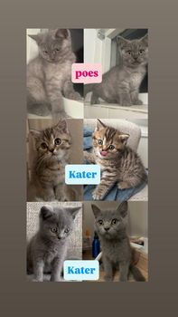 Kruising Brits&europees korthaar kittens - 0