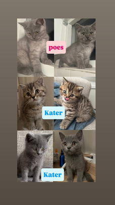 Kruising Brits&europees korthaar kittens