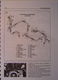 Service,Repair, Maintenance boek voor een Honda VT700 & VT750 van 1983-1987 - 4 - Thumbnail