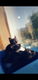 3 kittens ( poesjes ) - 0 - Thumbnail