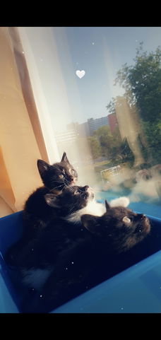 3 kittens ( poesjes )