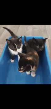 3 kittens ( poesjes ) - 1
