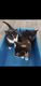 3 kittens ( poesjes ) - 1 - Thumbnail