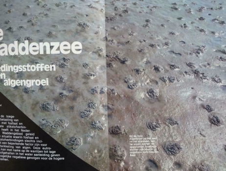 De Waddenzee - Voedingsstoffen en algengroei - 1