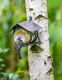 Vogelpindakaaspothouder - Vogelbescherming Nederland - nieuw - 3 - Thumbnail