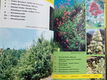 Madeira plants and flowers - Franquinho, Da Costa - 4 - Thumbnail