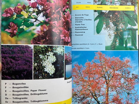Madeira plants and flowers - Franquinho, Da Costa - 5