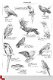 tekening papegaaien - 1 - Thumbnail