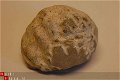 #4 Fossiele Echinocorus cf vulgaris - 1 - Thumbnail