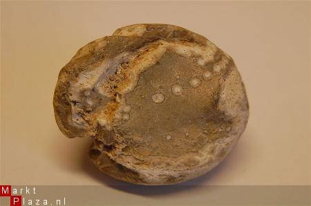 #4 Fossiele Echinocorus cf vulgaris - 1