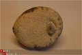 #5 Fossiele Echinocorus cf vulgaris - 1 - Thumbnail