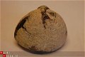 #5 Fossiele Echinocorus cf vulgaris - 1 - Thumbnail