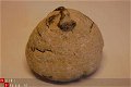 #5 Fossiele Echinocorus cf vulgaris - 1 - Thumbnail