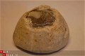 #6 Fossiele Echinocorus cf scutatus - 1 - Thumbnail
