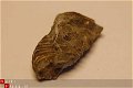#6 Whitby fossielen England - 1 - Thumbnail