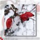 kaart winter_04 - 1 - Thumbnail